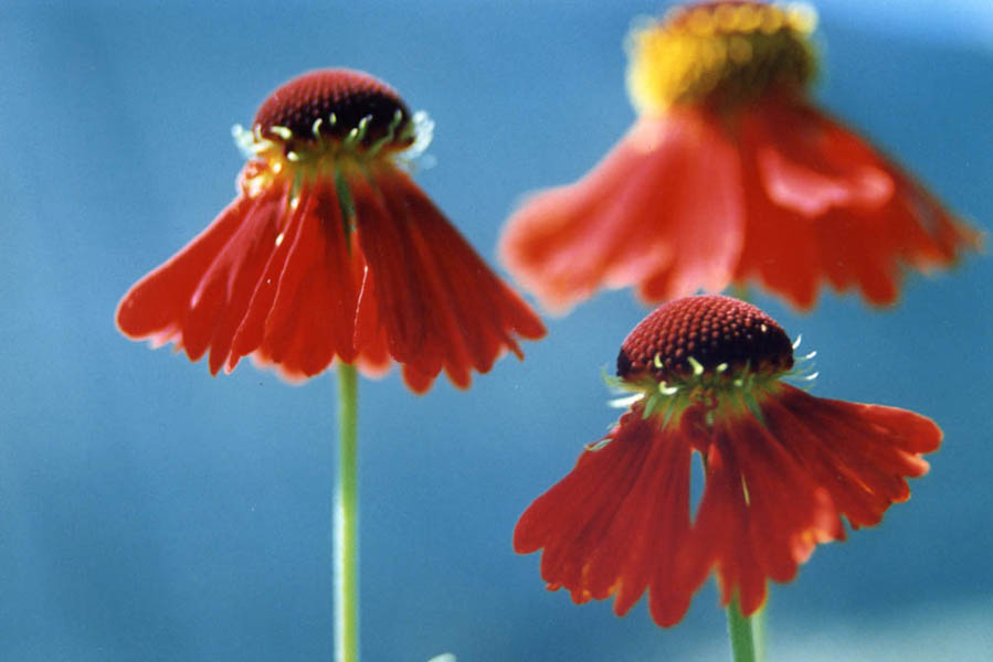 Helenium 'Moerhein Beauty' en fleurs dans une prairie humide